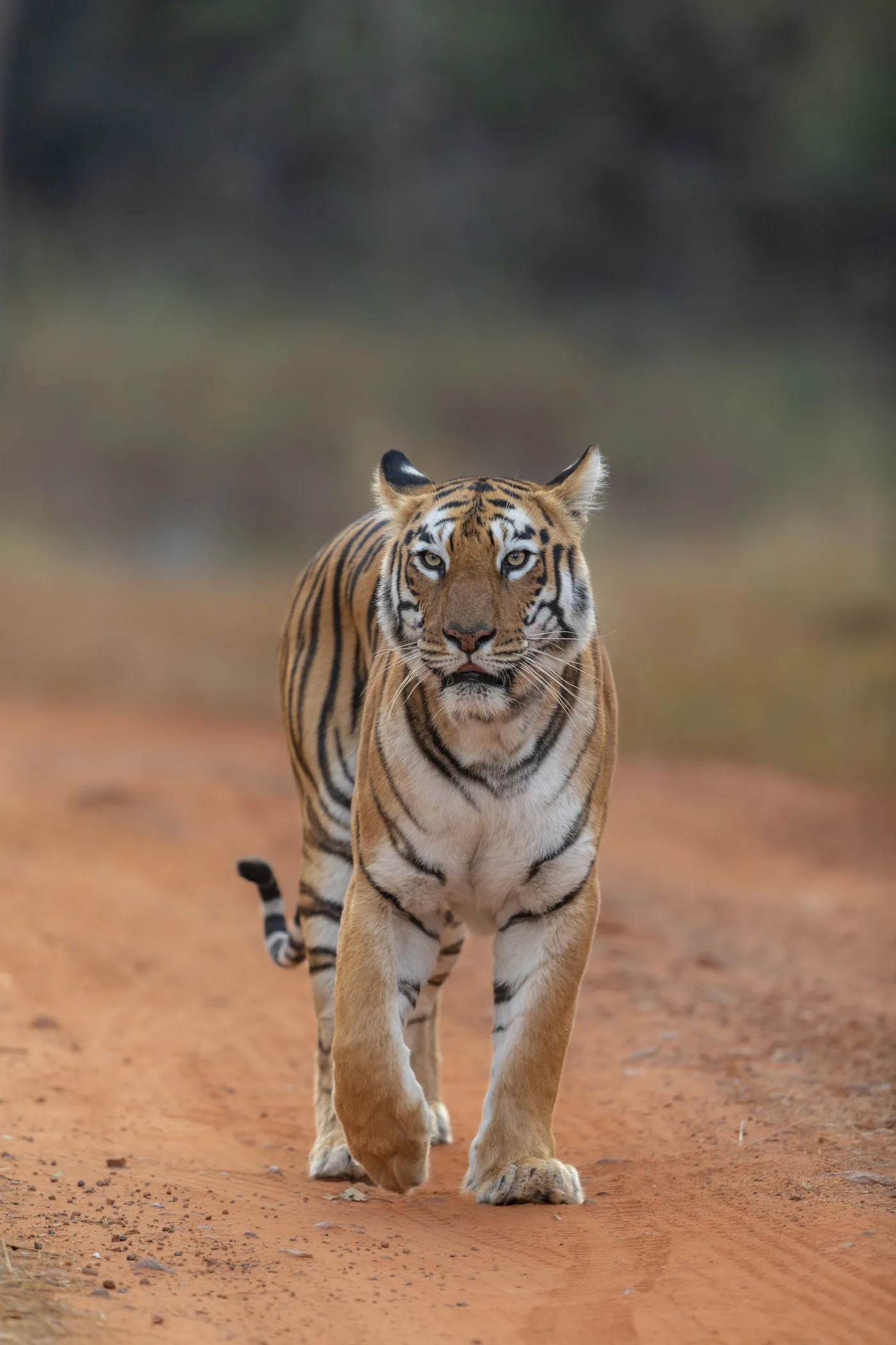 Bengal tiger walking through a forest reserve
